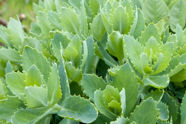 Lindas Folhas Verdes Brilhantes Outubro Pedra Púrpura Jardim Primavera Planta — Fotografia de Stock