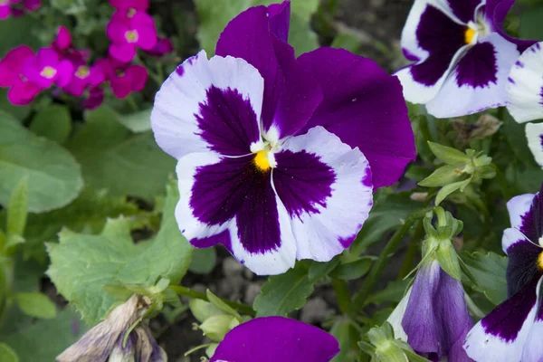 Brilhante Colorido Bonito Fresco Pansies Close Jardim Verde Artístico Desfocado — Fotografia de Stock