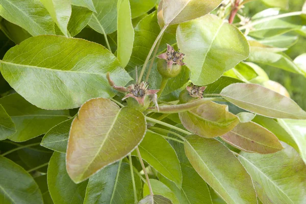 Pequeños Ovarios Pera Una Rama Árbol Rama Pera Con Frutos — Foto de Stock