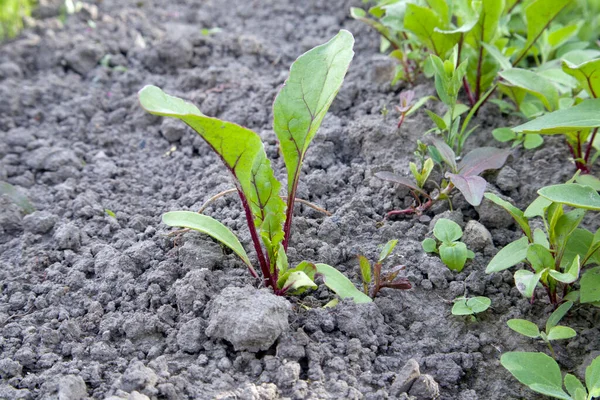 Germogli Giovani Giardino Barbabietola Spara Ordinatamente Assottigliato Sole Letto Barbabietola — Foto Stock