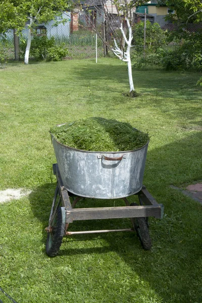 Fris Groen Gras Hooi Gemaaid Een Kar Tuin Zomer Zonnige — Stockfoto