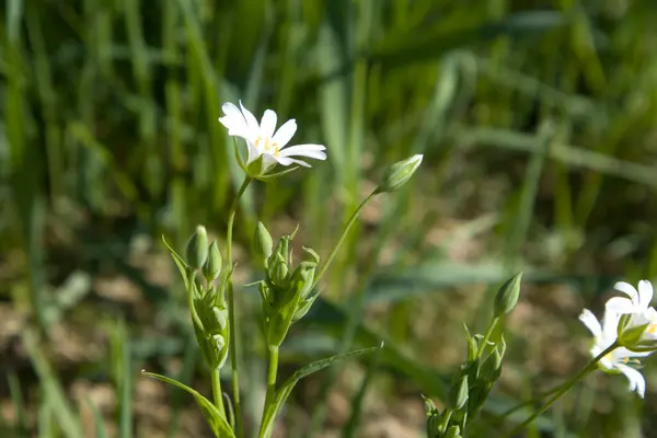 Campo Verão Com Grama Flores Pequenas Margaridas Foco Artístico Parcial — Fotografia de Stock