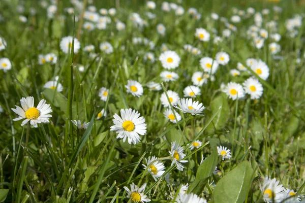 Campo Verão Com Grama Flores Pequenas Margaridas Foco Artístico Parcial — Fotografia de Stock
