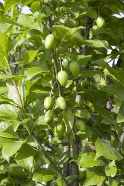 Bahçedeki ağaçtaki kiraz eriği meyvesinin olgunlaşmamış bir dalına yaklaş. Genç, yeşil erikler bulanık yeşil arka plan.