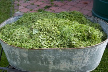 Taze yeşil çimenler, bahçede saman kesimi yaz güneşli bir gün ve gölgeler.