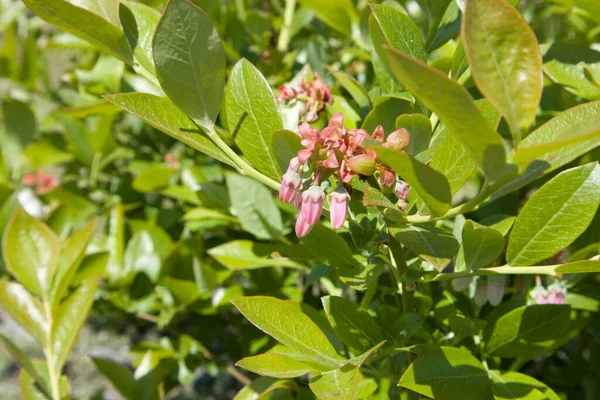 Brilhante Bela Flor Fresca Blueberris Close Jardim Verde Artístico Desfocado — Fotografia de Stock