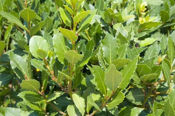Bright Green Fresh Bay Laurel Laurus Nobilis Branch Leaves Close — 图库照片