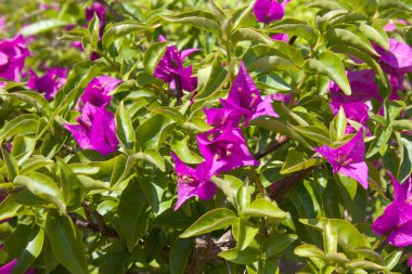 Çiçek açan Bougainvillea veya buganvilla, bugambilia, bouganvilla, pokok bunga kertas, bougenville, Napoleon, jahanamiya, veranera