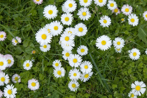 Campo Verão Com Grama Flores Pequenas Margaridas Foco Artístico Parcial — Fotografia de Stock