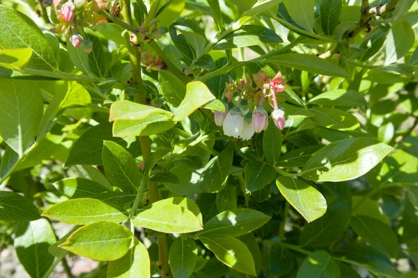 Brilhante Bela Flor Fresca Blueberris Close Jardim Verde Artístico Desfocado — Fotografia de Stock