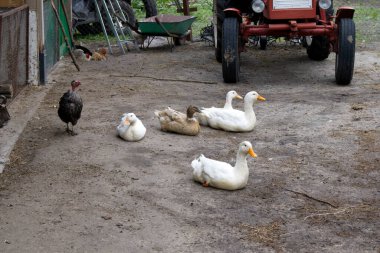 Otlakta yürüyen gri ve beyaz ördekler ve çiftlik arazisinde tahıl ve traktör arayan tavuklar.