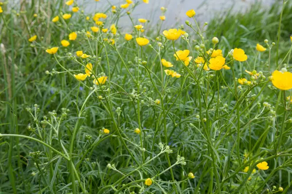 Campo de verão com grama e flores amarelas, foco artístico parcial e fundo embaçado — Fotografia de Stock