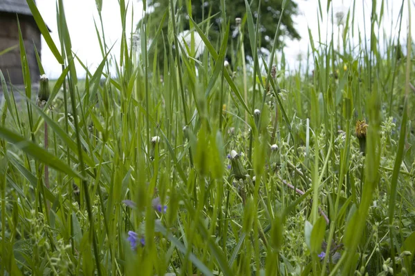 Campo de verão com grama e flores, foco artístico parcial e fundo embaçado — Fotografia de Stock
