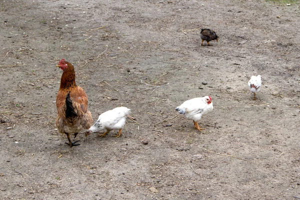 Red White Chicken Walking Paddock Ordinary White Rooster Chickens Looking — Stock Photo, Image