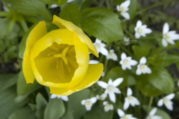 Tulipa Amarela Brilhante Prado Ensolarado Cerca Com Fundo Embaçado Fechar — Fotografia de Stock