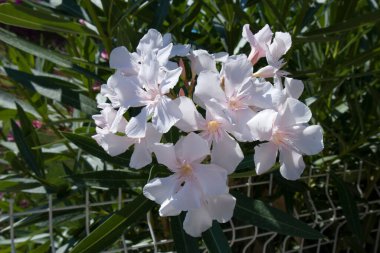 Parlak yeşil yapraklı güzel beyaz zakkum çiçekleri. Hırvatistan veya Türkiye 'nin Akdeniz Florası