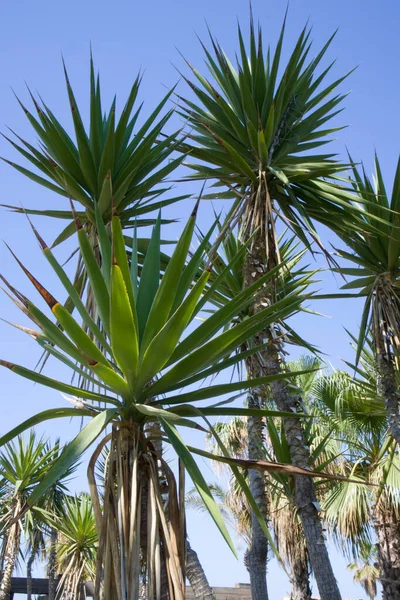夏日在蓝天的映衬下，明亮的棕榈树映衬着蓝天度假 — 图库照片