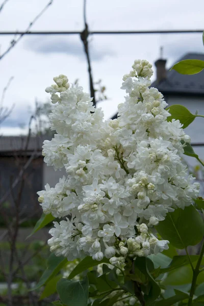 Brilhante Bela Luz Fresca Branco Lilás Close Jardim Artístico Desfocado — Fotografia de Stock