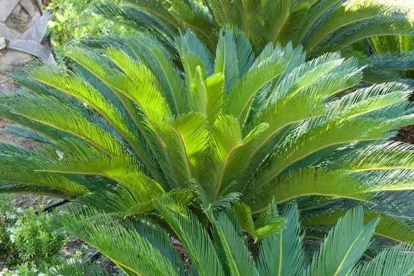 Hoja Palmera Día Soleado Con Los Rayos Del Sol Cayendo — Foto de Stock