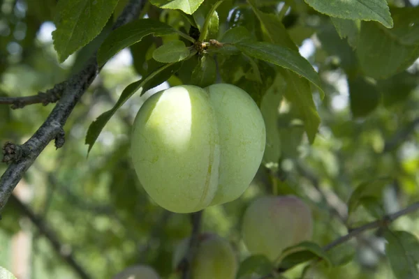Unripe bright green plums hanging on plum tree branch with green blurred background down view