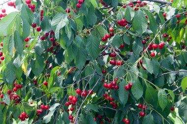 Olgun koyu kırmızı kirazlar kiraz ağacı dalında asılı yeşil bulanık arkaplan manzaralı