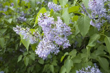 Parlak, taze mor eflatun bahçeye yakın plan ve sanatsal arka plan bulanıklığı.