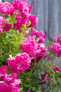 Eski kaba ahşap duvar ve pencere zemininde pembe parlak güller. Seçici odak öngörünümü