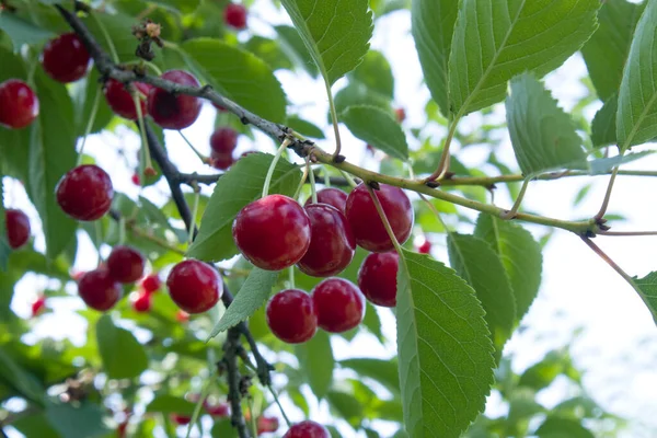 Olgun koyu kırmızı kirazlar kiraz ağacı dalında asılı yeşil bulanık arkaplan manzaralı