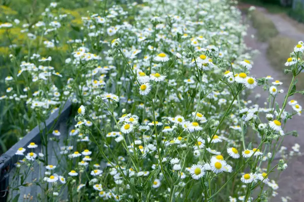 Campo Verão Com Grama Flores Pequenas Margaridas Foco Artístico Parcial — Fotografia de Stock