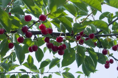 Olgun koyu kırmızı kirazlar kiraz ağacı dalında asılı yeşil bulanık arkaplan manzaralı
