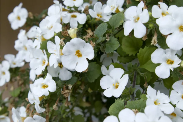 美丽的苏菲亚花在夏日的花园里绽放着洁白的花朵 — 图库照片