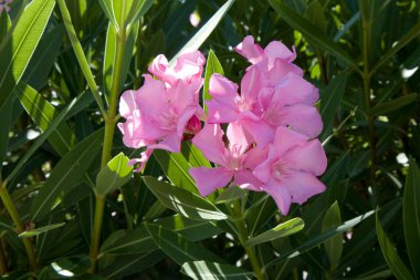 Parlak yeşil yaprakları olan güzel pembe zakkum çiçekleri. Hırvatistan veya Türkiye 'nin Akdeniz florası güzel bir arka plan