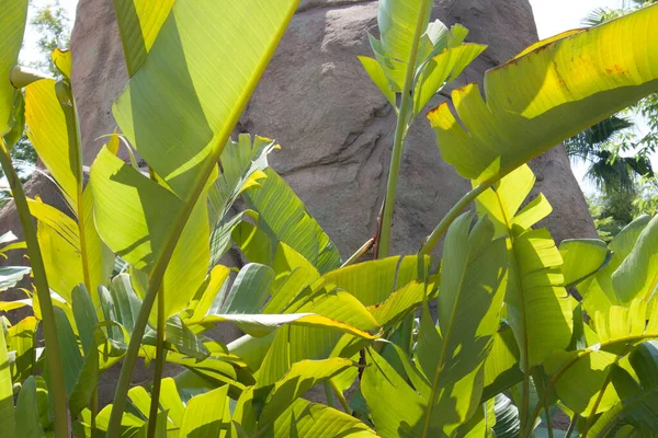 Hoja Palmera Día Soleado Con Los Rayos Del Sol Cayendo — Foto de Stock