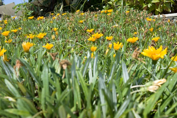 Campo Verão Com Grama Flores Amarelas Foco Artístico Parcial Fundo — Fotografia de Stock