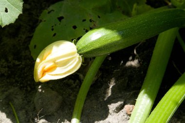 Taze kabak çiçekleri ve bahçede bebek kabağı ve güneşli bir gün.