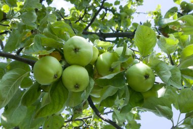 Meyve bahçesinde ya da bahçede, elma dallarındaki yeşil elmaları yakın çekim yapın.