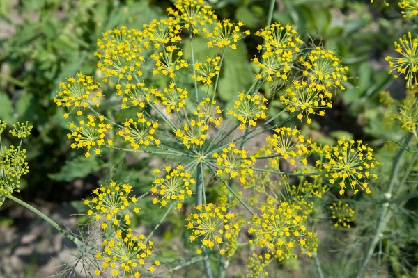 Flor Erva Doce Endro Verde Fundo Embaçado Brilhante Foco Artístico — Fotografia de Stock