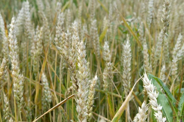 Reife Ähren Als Natürlicher Weicher Gelber Hintergrund Nahaufnahme Getreideernte Ist — Stockfoto