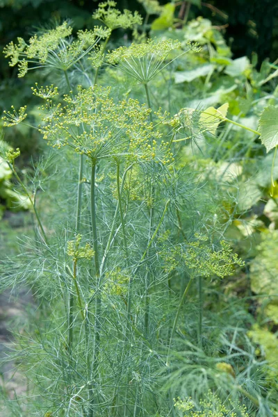 Flower Green Dill Fennel Bright Blurred Background Artistic Selected Focus Stock Photo