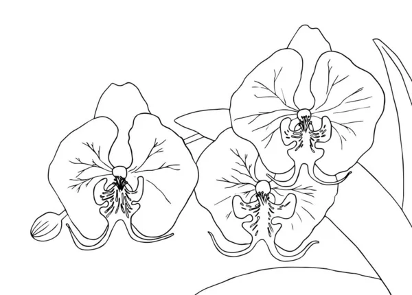 Flores Orquídeas Elementos Design Desenho Mão Página Para Colorir Para — Vetor de Stock