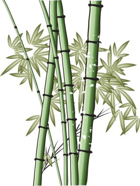 Bambu beyaz arkaplanda izole edilmiş
