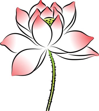 Nilüfer çiçeğinin vektör illüstrasyonu