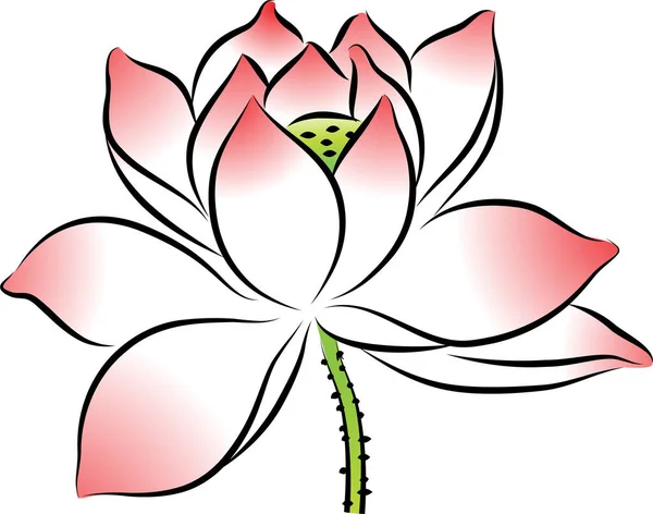 Güzel Bir Zambak Çiçeğinin Vektör Çizimi — Stok Vektör