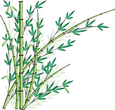 Bir bambunun vektör çizimi