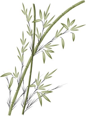 Beyaz arkaplandaki bir biberiye dalının vektör çizimi