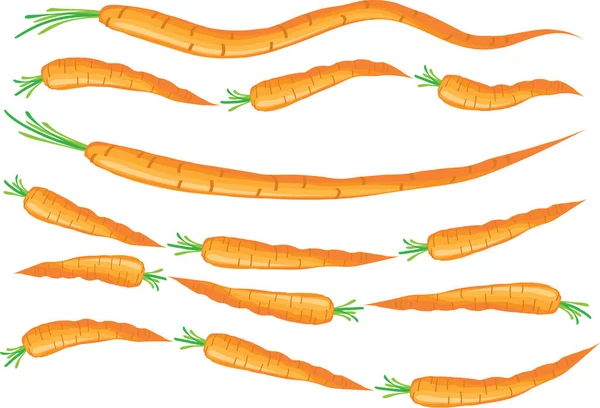Морковь Изолированы Белом Фоне — стоковый вектор