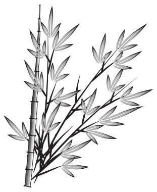 Bir bambunun vektör çizimi