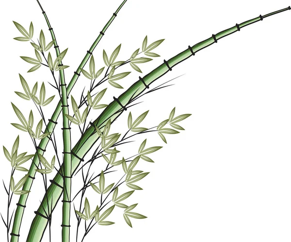 Бамбукові Гілки Зеленим Листям Ізольовані Білому Фоні — стоковий вектор