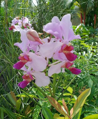 Bahar parkında pembe orkideler