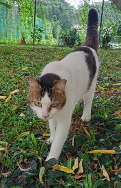 Güzel beyaz kedi yaz parkında yürüyor. 